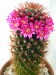 Mammillaria_backebergiana_ssp_ernestii_030511_1.jpg