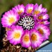 Mammillaria_luethyi_fl_810.jpg