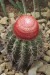 Melocactus bahiensis2.jpg